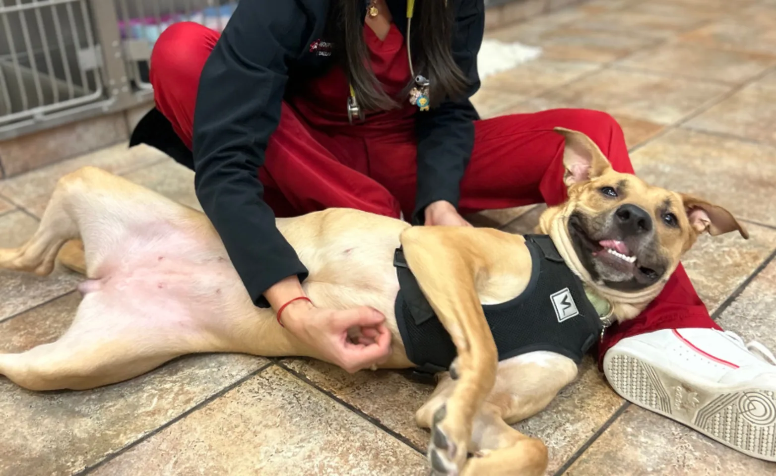 Female staff member dressed in red loving on a dog laying on the floor